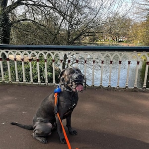 May include: A gray Cane Corso dog wearing a black wire muzzle and an orange leash, sitting on a paved path in front of a white metal railing. The dog is looking to the right of the image.