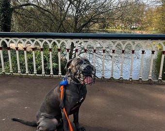 May include: A gray Cane Corso dog wearing a black wire muzzle and an orange leash, sitting on a paved path in front of a white metal railing. The dog is looking to the right of the image.