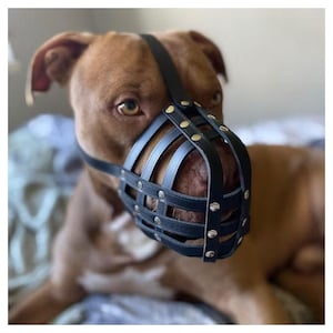May include: A brown dog wearing a black leather muzzle with metal rivets. The muzzle has a wire cage design.