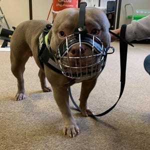 Metal Basket Muzzle for American Bully, XL  Bully and other dogs.