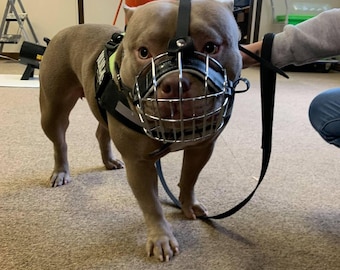 May include: A brown and white pit bull terrier wearing a black leather muzzle and a black harness with a green reflective strip. The dog is standing on a brown carpet and is looking directly at the camera.
