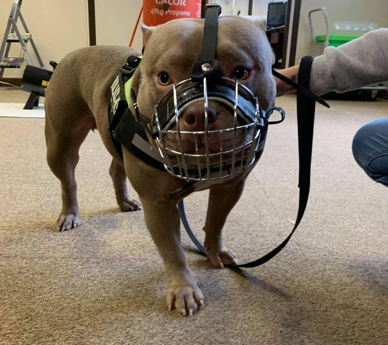 Metal Basket Muzzle for American Bully, XL  Bully and other dogs.