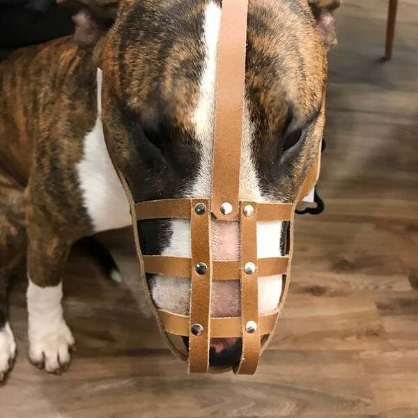 Strong Leather Dog Muzzle | English Bull Terrier and other similar snouts | Natural Leather, Metal Rivets, Quick Release Buckle, Adjustable