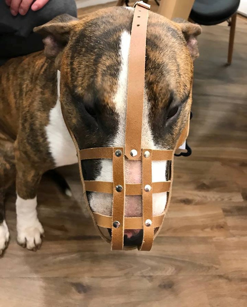 bull terrier muzzle