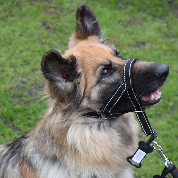 Reflective Padded Head Collar | Dog Training Halter Stops Dog Pulling Behaviour | Outdoor Hi-vis | Large, Small Dogs | Champion