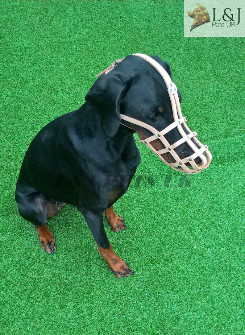 doberman pinscher muzzle