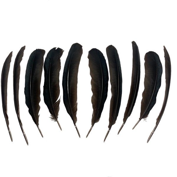 Keel-billed Toucan Wing feathers