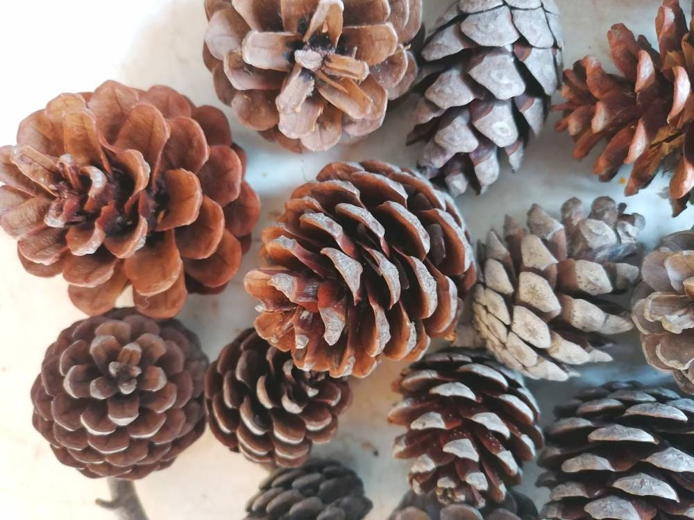 Small Pine Cones Real Pine Cones 2-3 Inch 10 Count Crafting or Decorating  Cones 