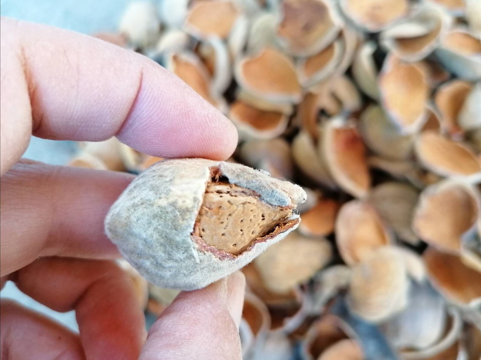 Almond Hulls for Crafts 200 Gr Almond Fruit Shells Dried Etsy