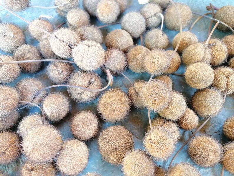 Plane Tree Pods for Crafts 15 Pcs Sycamore Tree Pods Seed Etsy UK