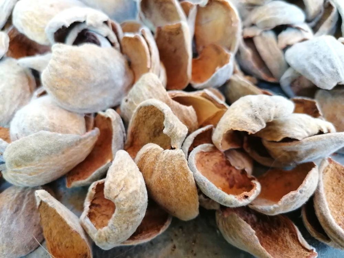 Almond Hulls for Crafts 200 Gr Almond Fruit Shells Dried Etsy