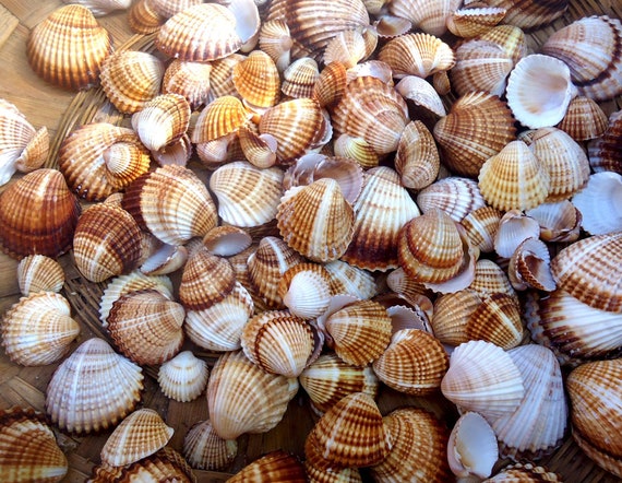 Seashells for Crafts, 60 Pcs, Cockle Shells for Garden Paths, Shells for  Jewelry Making, Bulk Seashells for Weddings, Sea Shells Art Supply 