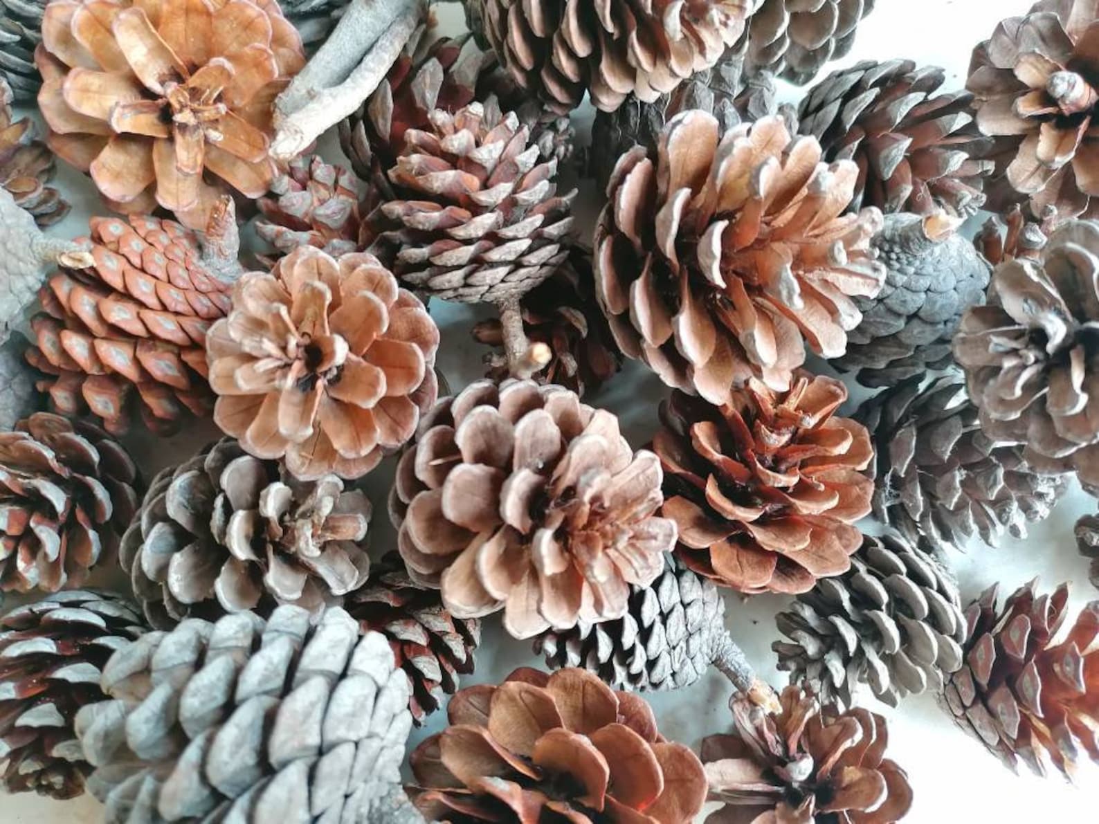 Bulk Pine Cones 30 Pieces 46 Cm Height Greek Pine Cones Etsy