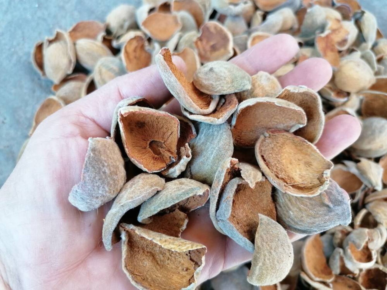 Almond Hulls for Crafts 200 Gr Almond Fruit Shells Dried Etsy