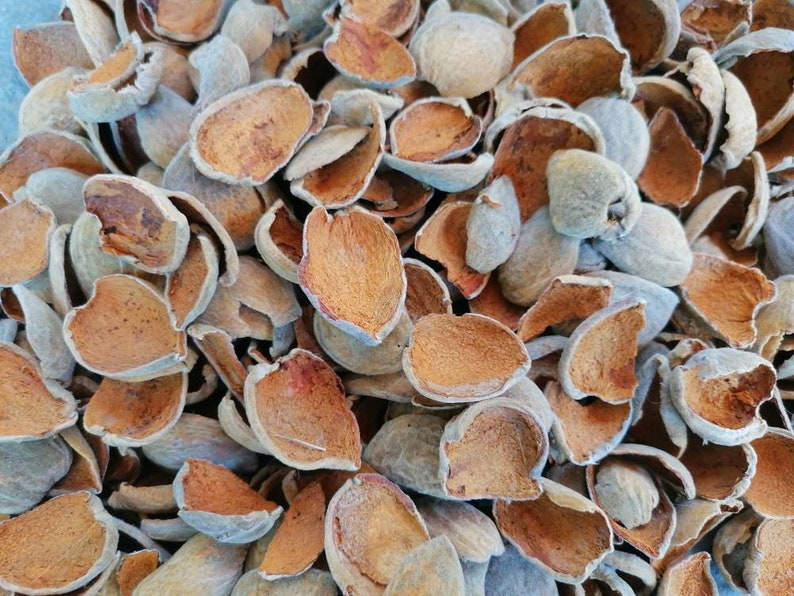 Almond Hulls for Crafts 200 Gr Almond Fruit Shells Dried Etsy
