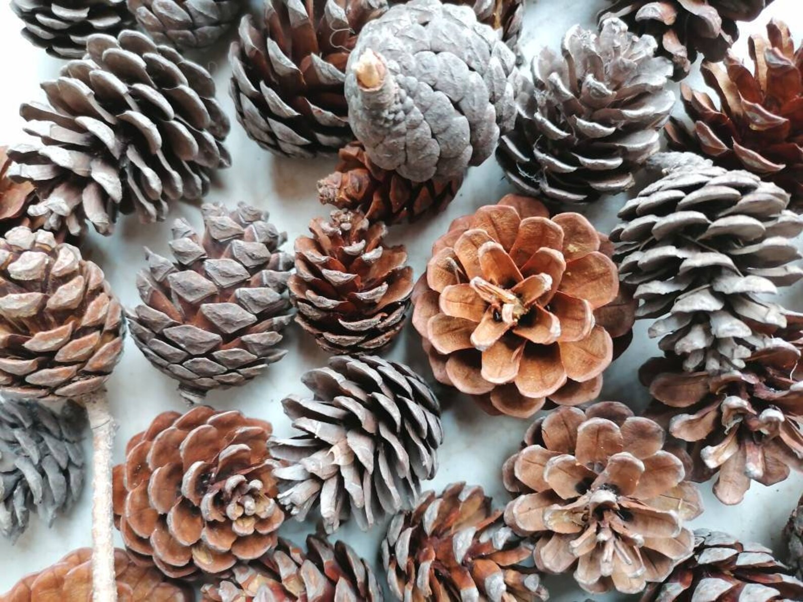 Bulk Pine Cones 30 Pieces 46 Cm Height Greek Pine Cones Etsy