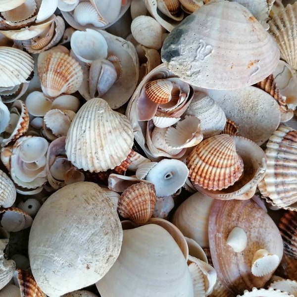 Broken seashells, 200 pcs, Dirty scrap seashells, Bulk seashells, Seashells supplies