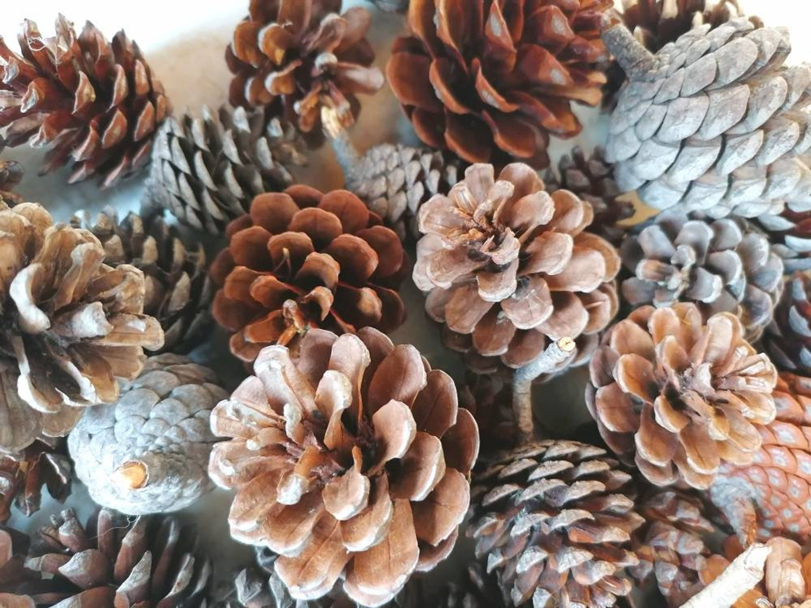 Bulk Pine Cones 30 Pieces 46 Cm Height Greek Pine Cones Etsy
