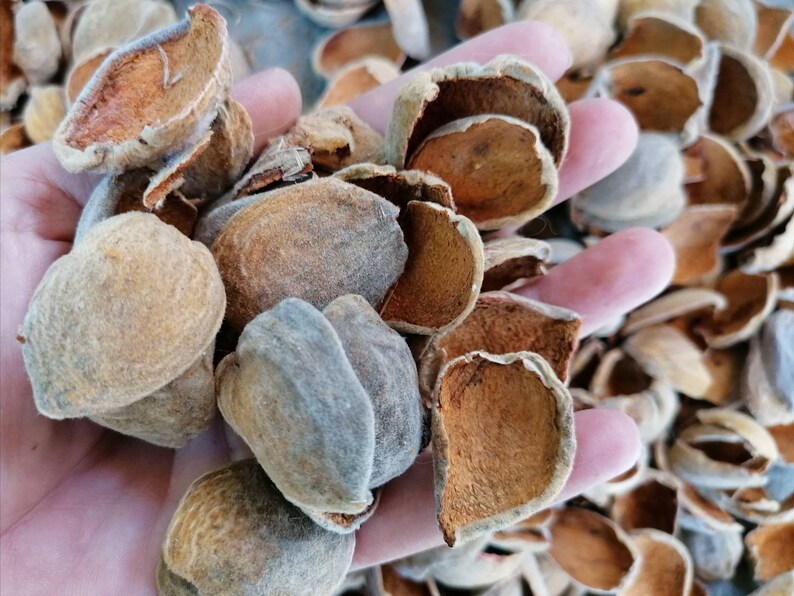 Almond Hulls for Crafts 200 Gr Almond Fruit Shells Dried Etsy