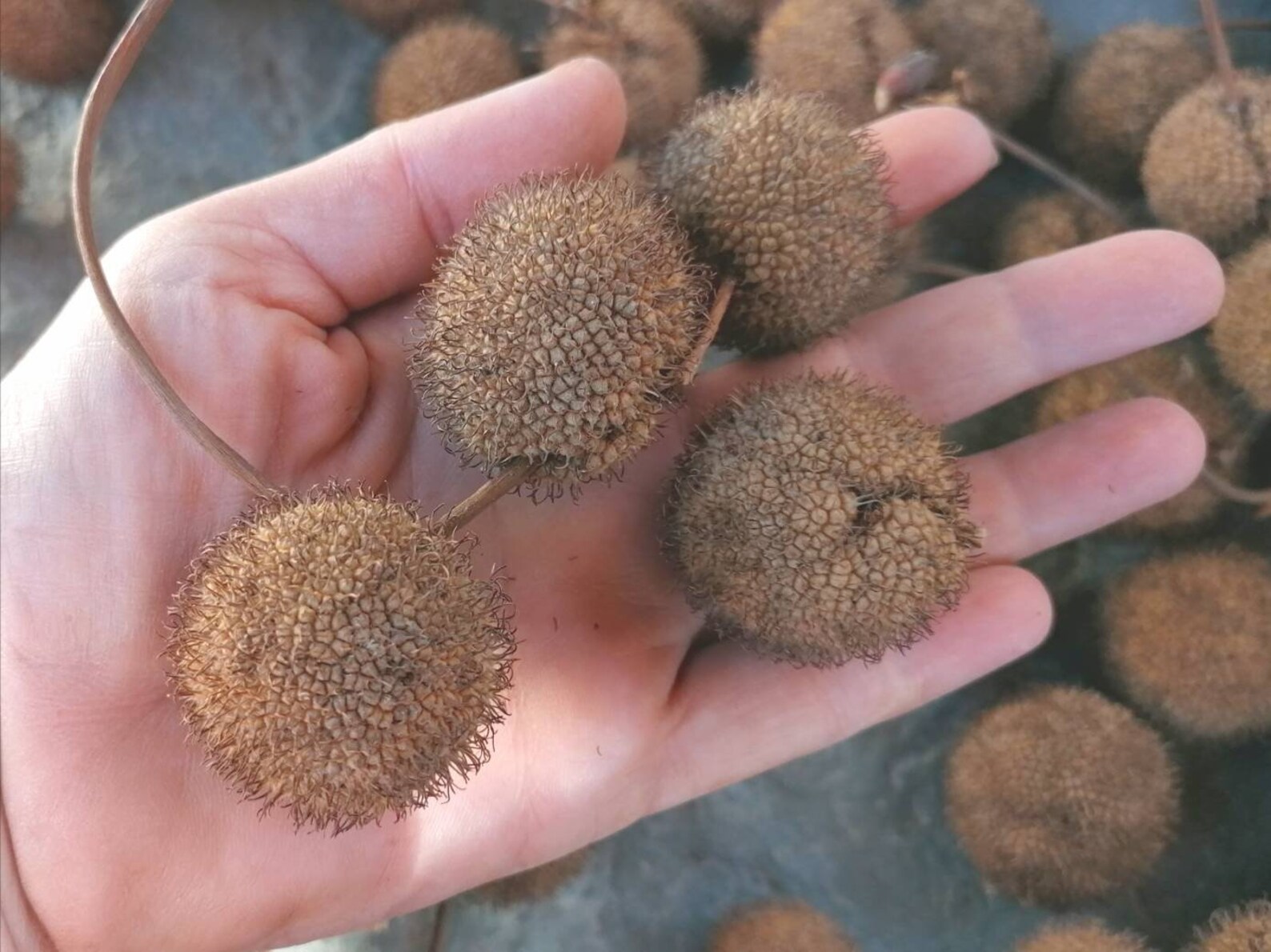 Plane Tree Pods for Crafts 15 Pcs Sycamore Tree Pods Seed Etsy