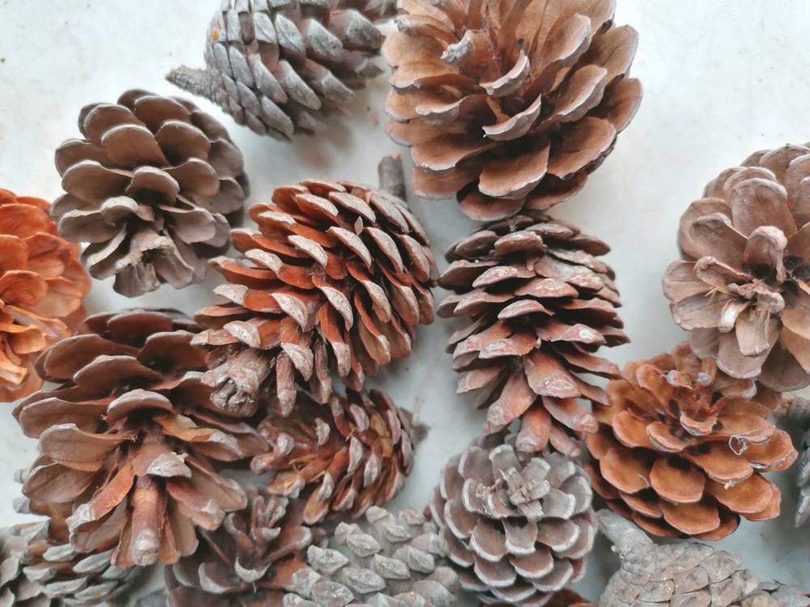 Bulk Pine Cones 30 Pieces 46 Cm Height Greek Pine Cones Etsy