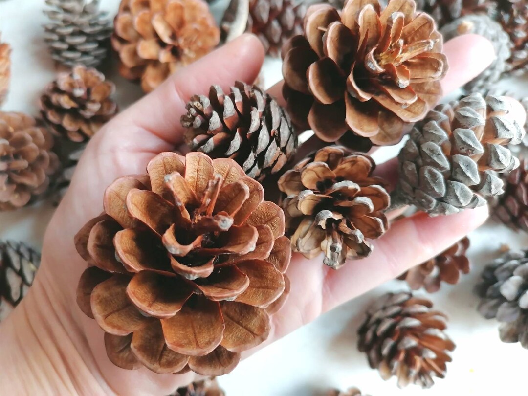 Bulk Pine Cones 30 Pieces 46 Cm Height Greek Pine Cones Etsy