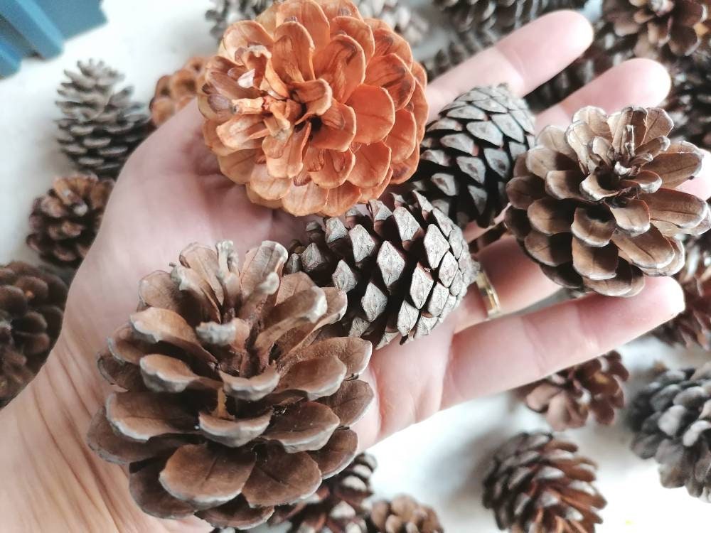 Bulk Pine Cones 30 Pieces 46 Cm Height Greek Pine Cones Etsy