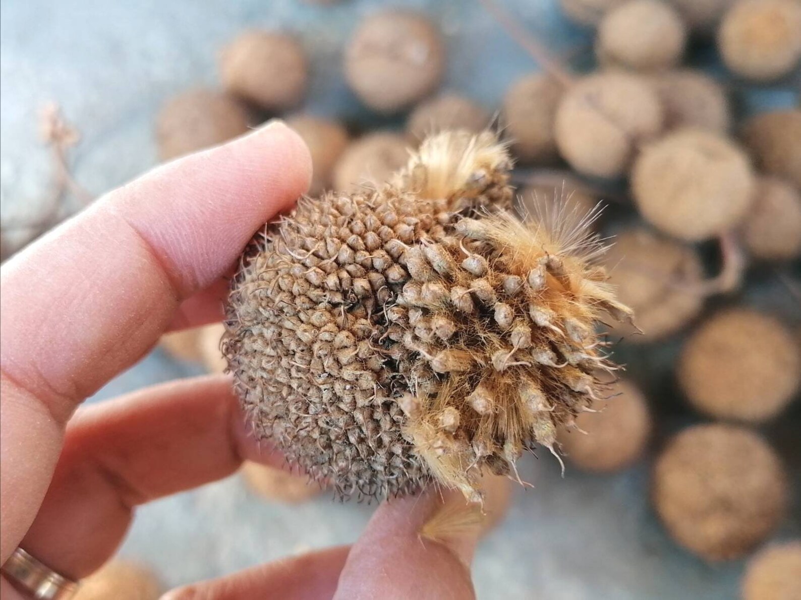 Plane Tree Pods for Crafts 15 Pcs Sycamore Tree Pods Seed Etsy