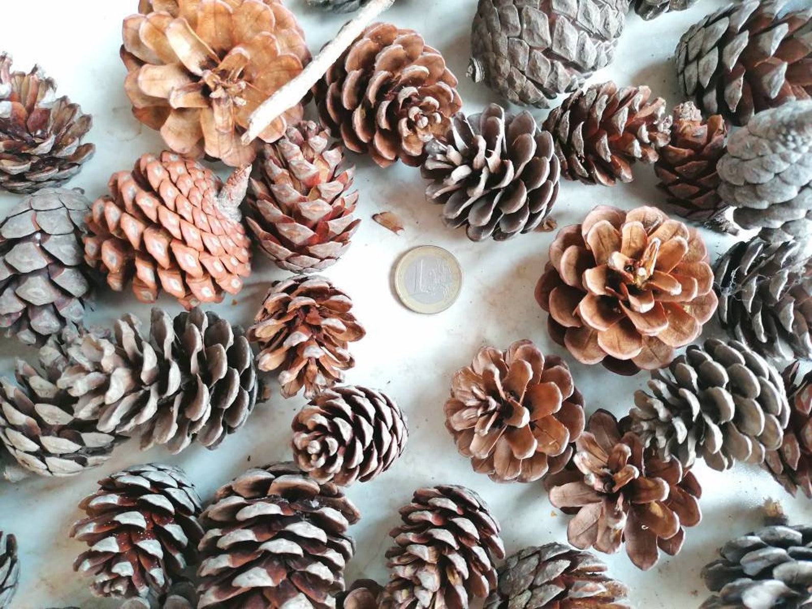 Bulk Pine Cones 30 Pieces 46 Cm Height Greek Pine Cones Etsy