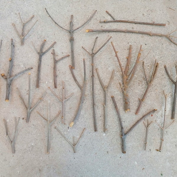 24 brindilles fourchues pour l'artisanat, bois d'olivier grec naturel, bois séché, brindilles de jardin féerique