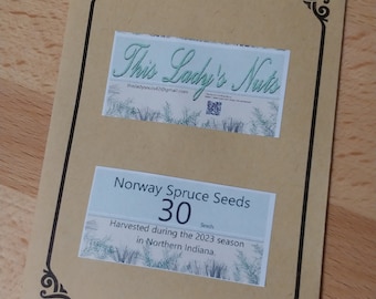 30 Norway Spruce Seeds