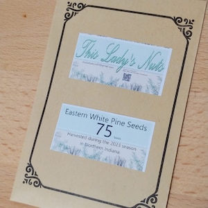 75 Eastern White Pine Seeds