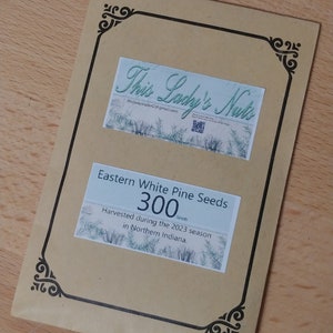 300 Eastern White Pine Seeds