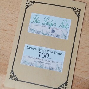 100 Eastern White Pine Seeds