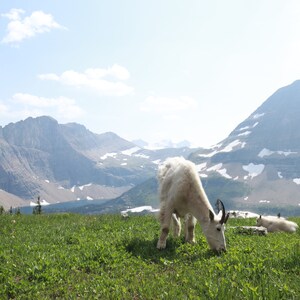 mountain goat eating grass