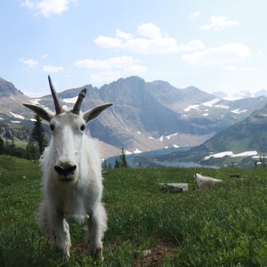 mountain goat up close