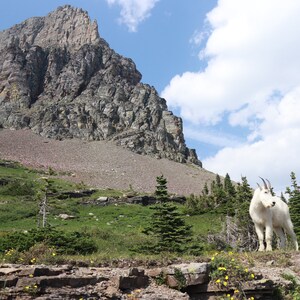 mountain goat standing on rock