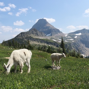 mountain goat with its kid on a rock