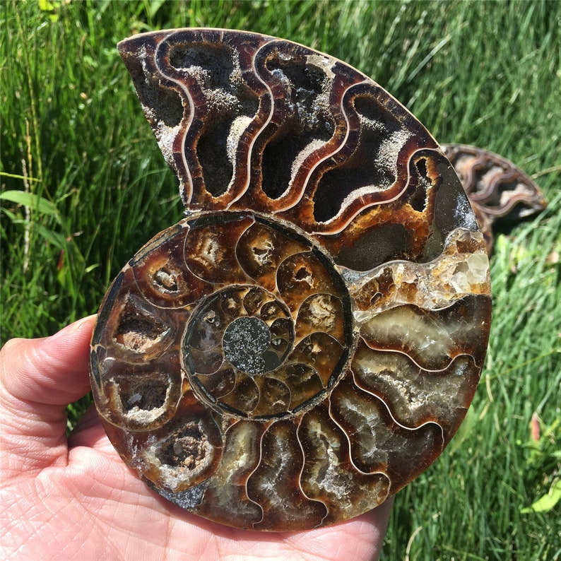 ammonite sex ammonite sex