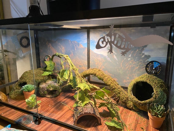leopard gecko vivarium accessories