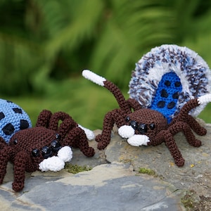 Peacock Spider Maratus nigromaculatus Crochet Pattern image 1