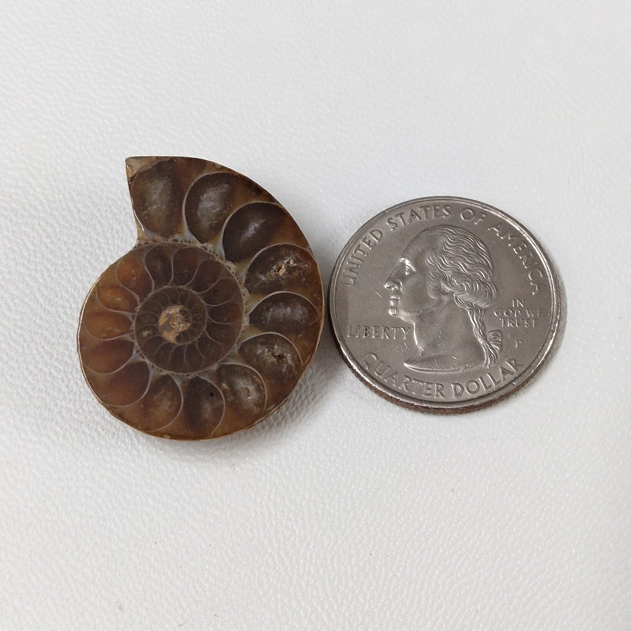 ammonite gemstone