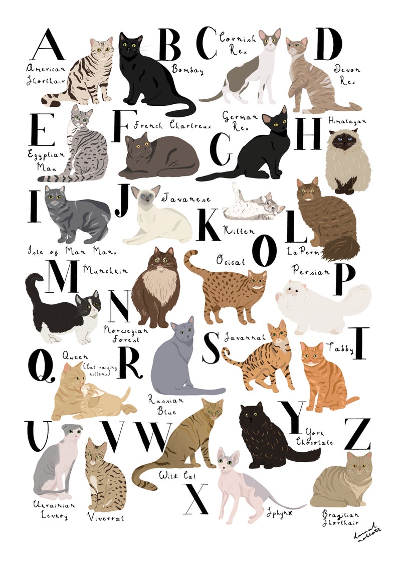 Cat Alphabet Print AZ of Cats Illustrated Cat Breeds Cat Etsy UK