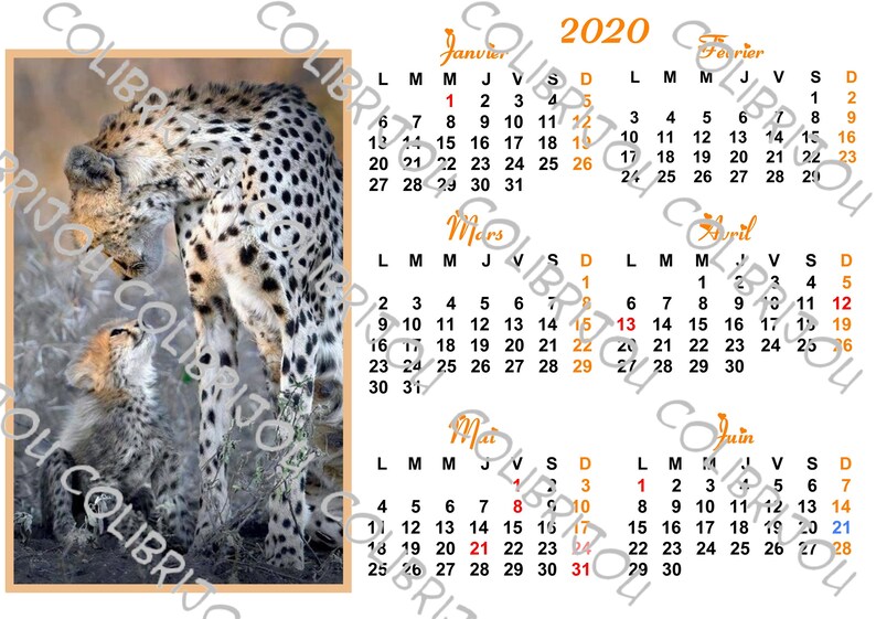 Calendrier 2020 2 Semesters Image Guepards Maman Bb French And Us Version