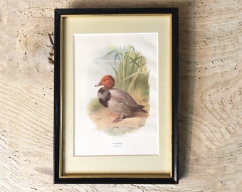 Antique framed duck print-Pochard Duck Swaysland 1903-Framed Thorburn duck-Black framed original bird print-Gift for duck/bird fan-Duck art