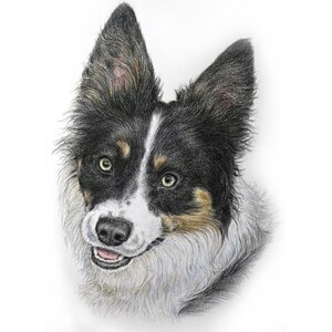 Border Collie custom watercolour/colour pencil portrait-Hand drawn portrait of your dog-Original collie painting gift-Collie memorial art