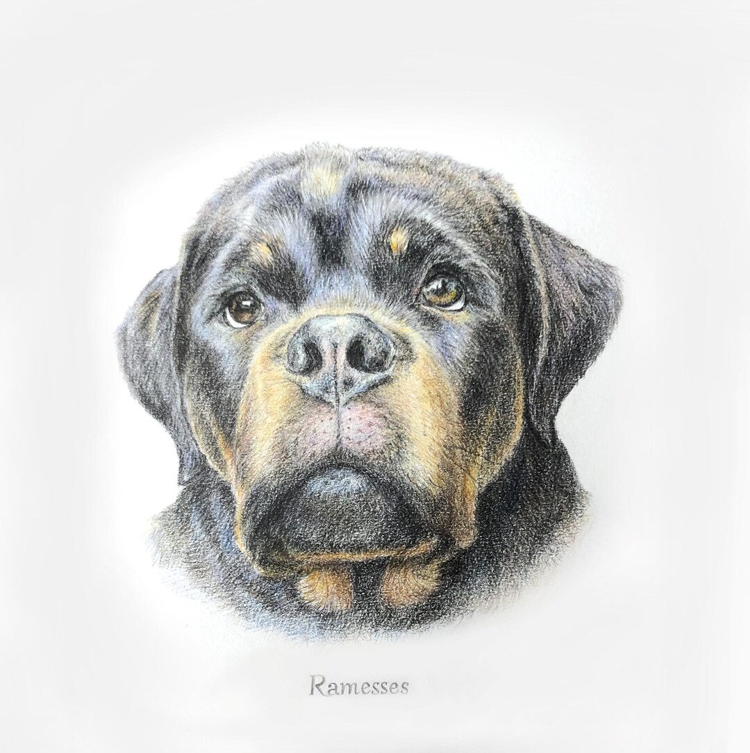 Custom Rottweiler Art-puppy Rottweiler Colour Pencil Drawing or ...