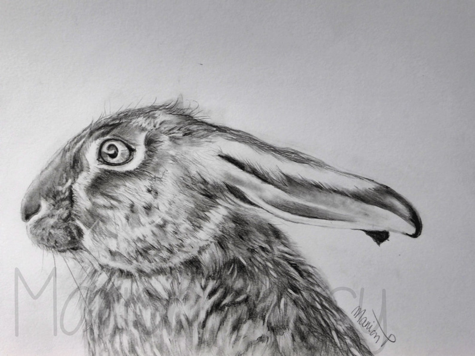 Pencil drawing portrait of a hare | Etsy