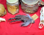 Creepy Monkey Paw Replica Model Resin Sculpture (Grey Mohair / Fur) Folklore Cursed Items W.W Jacobs Curiosity Curio Oddity Gift