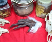 Creepy Monkey Paw Replica Model Resin Sculpture (White Mohair / Fur) Folklore Cursed Items W.W Jacobs Curiosity Curio Oddity Gift